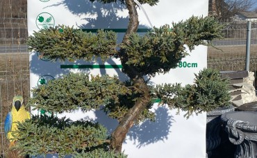 Bonsai Juniperus Blue Carpet  180 cm